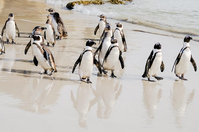 Best of the Cape Peninsula Private Tour - Why this Cape Peninsula day feels good from start to finish
