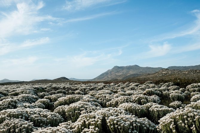 Best of the Cape Peninsula Private Tour - Cape of Good Hope: wildlife watching time, not just cliff views