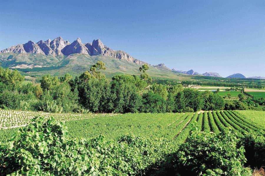 Best of the Cape Peninsula & Wine Route with Wine Tasting - Key things to know before you go