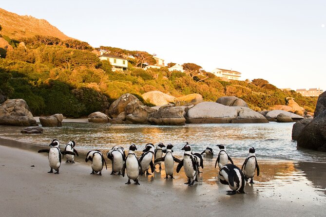 Best of the Cape Private full day tour - Cape Point Vineyards wine tasting: views plus a calm 1-hour break