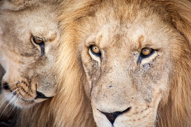 Big 5 Aquila Safari Full Day Tour and Lunch - Key Highlights You’ll Actually Care About