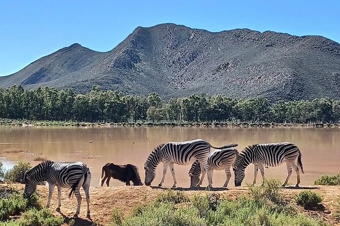 Big 5 Aquila Safari Full Day Tour and Lunch - Price and Value: What You Pay, What You Don’t