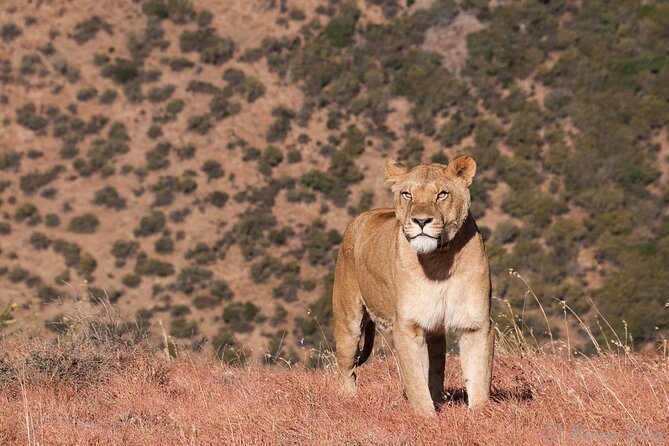 Big 5 Aquila Safari Full Day Tour and Lunch - Timing, Pickup, and the Long Drive Day Reality