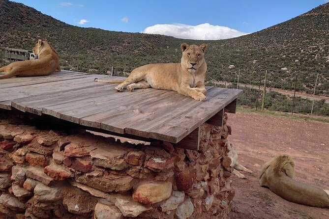 Big 5 Aquila Safari Full Day Tour and Lunch - Comfort, Vehicle Style, and Wildlife Viewing Tips That Help