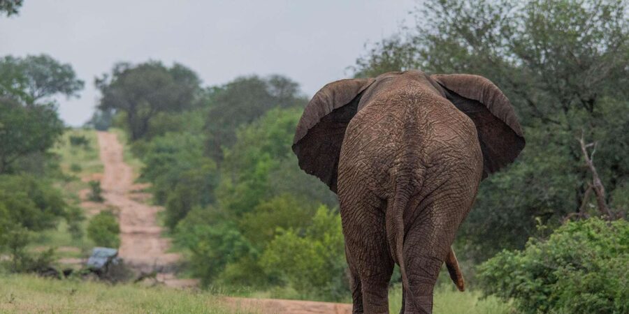 Big 5 Safari Am or Pm - What Guides James and Gert Tend to Get Right