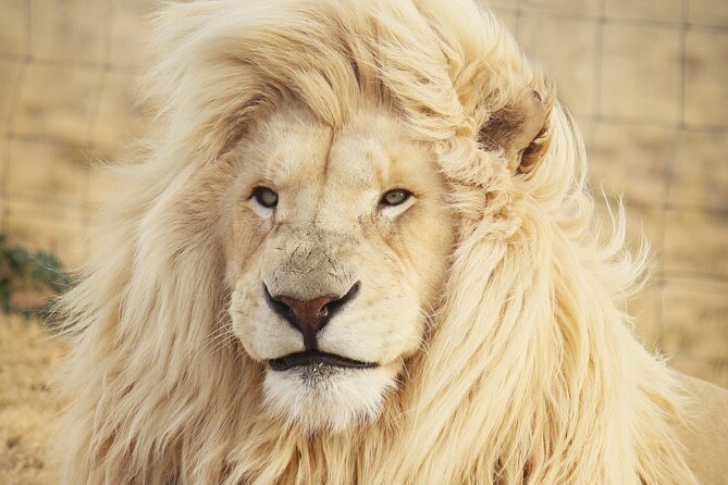 Big 5 Safari Aquila Full Day Private Return From Cape Town - Key things to know before you go