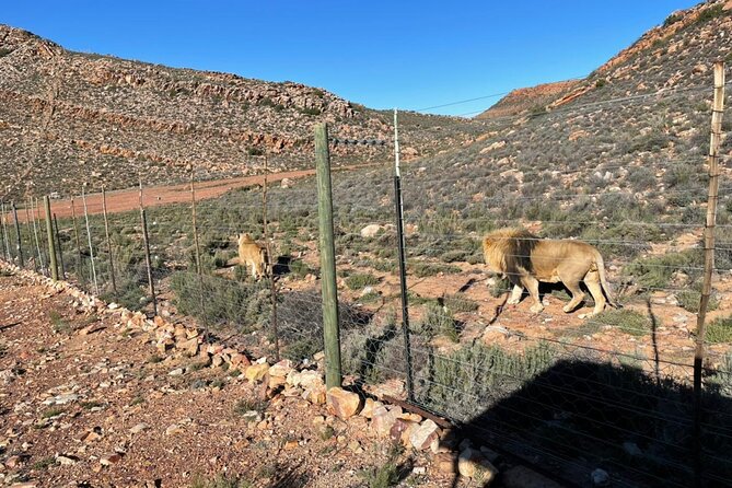 Big 5 Safari Aquila Full Day Private Return From Cape Town - Hotel pickup and vehicle comfort: where value shows up