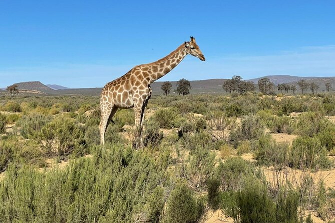 Big 5 Safari Aquila Full Day Private Return From Cape Town - Price and logistics: is $274.16 per person a fair deal?