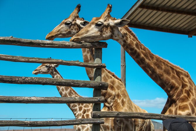 Big 5 Safari Aquila Full Day Private Return From Cape Town - Paarl and the coffee-and-stretch break you will actually appreciate