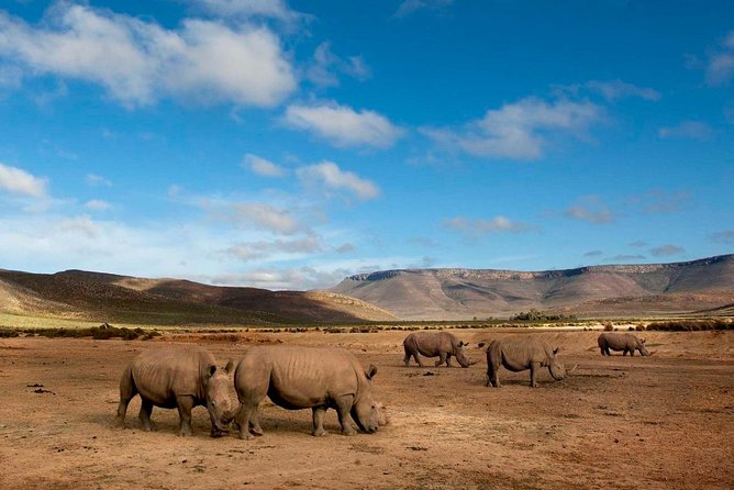 Big 5 Safari One Day Tour - Aquila Private Game Reserve safari time: how the Big 5 hunt really plays out
