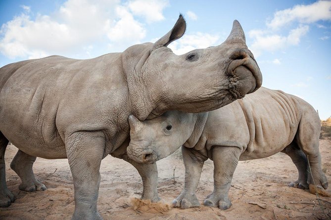 Big 5 Safari One Day Tour - Price and value at $227.99: what you are paying for