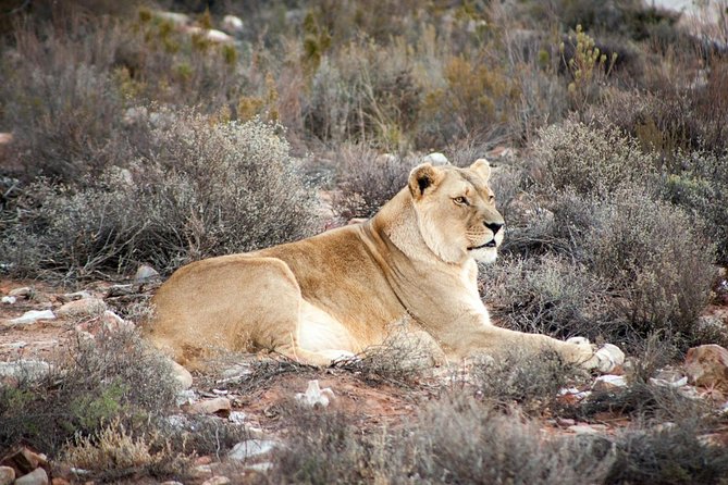 Big 5 Safari One Day Tour - What breakfast, buffet lunch, and bottled water get you