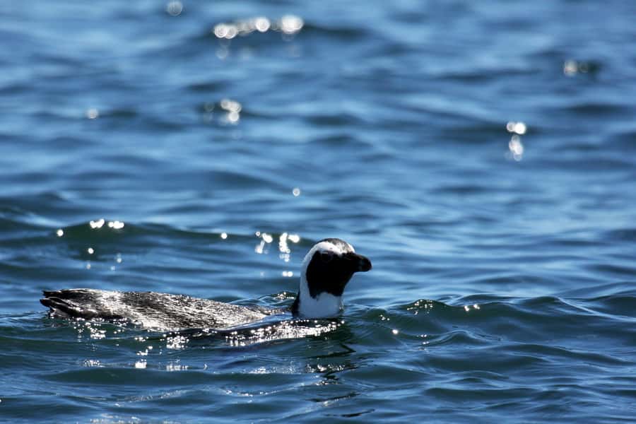 Big 5 Sea Safari Boat Ride of Gansbaai or Walker Bay - Key highlights to know before you board
