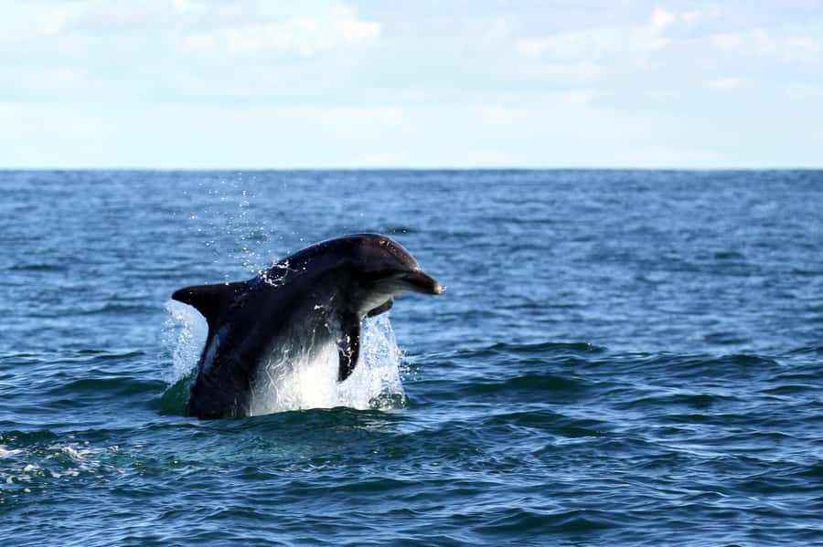 Big 5 Sea Safari Boat Ride of Gansbaai or Walker Bay - Gansbaai Harbor to De Kelders cliffs: the ride that sets the mood