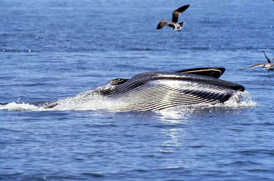 Big 5 Sea Safari Boat Ride of Gansbaai or Walker Bay - The 2-hour flow: how the search usually plays out