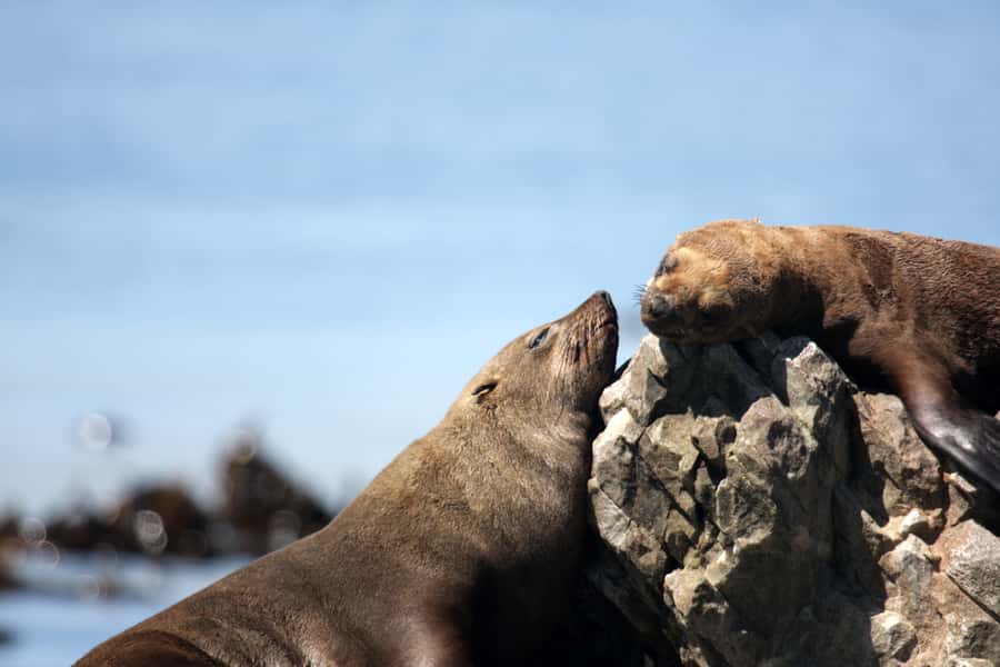 Big 5 Sea Safari Boat Ride of Gansbaai or Walker Bay - Danger Point and HMS Birkenhead: why that stretch has real meaning