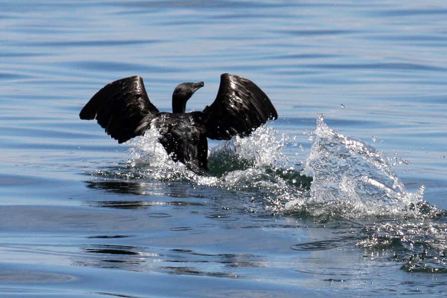 Big 5 Sea Safari Boat Ride of Gansbaai or Walker Bay - Walker Bay as the backup plan, not a consolation prize
