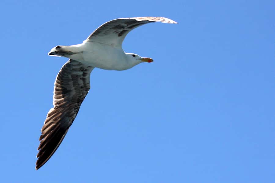 Big 5 Sea Safari Boat Ride of Gansbaai or Walker Bay - Photography and wildlife watching: how to get more from the sightings you do get