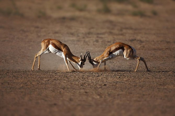Big Five Game Reserve Wildlife Safari from Cape Town - The drive from Cape Town: comfortable coach, long day energy