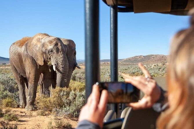 Big Five Safari Experience Near Cape Town ,South Africa - Key highlights to know before you go