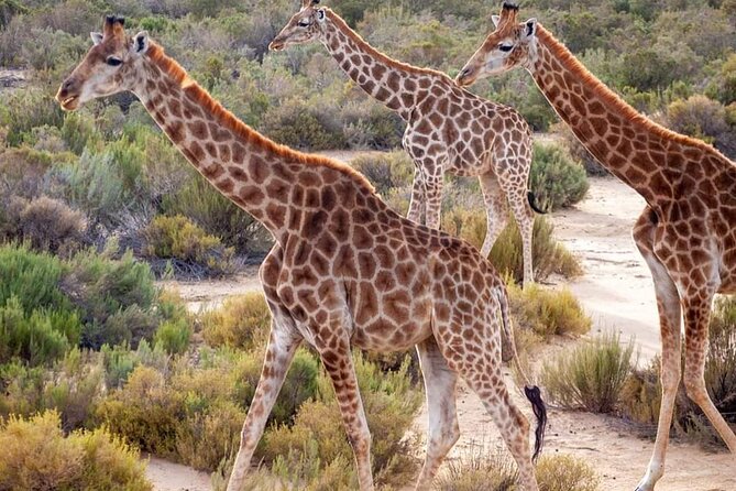 Big Five Safari Experience Near Cape Town ,South Africa - Why a Big Five day trip from Cape Town actually works
