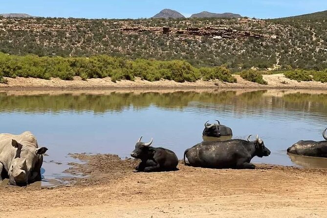 Big Five Safari Experience Near Cape Town ,South Africa - Big Five expectations: great odds, real chance of a miss