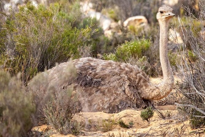 Big Five Safari Experience Near Cape Town ,South Africa - Price and value: the part that can surprise you