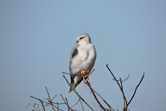 Birdwatching in Cape Town - Kirstenbosch To Strandfontein, A Bird Day With Two Different Moods