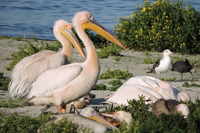 Birdwatching in Cape Town - How Alfies Adventures Turns a Rainy Day Into Bird Time
