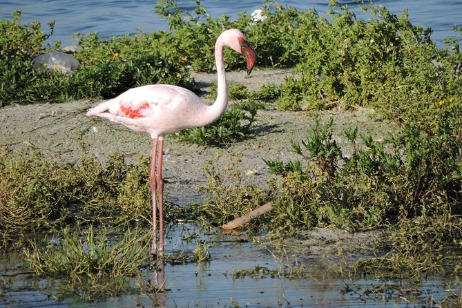 Birdwatching in Cape Town - Seeing 63 Different Birds in 8 Hours: What That Tells You About Real Value