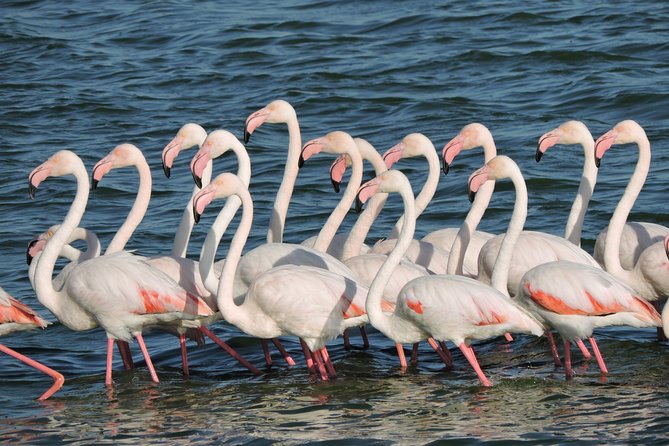 Birdwatching in Cape Town - Getting Around Comfortably: AC Vehicle, Snacks, and No Research Needed