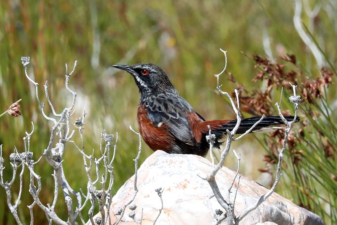 Birdwatching in Cape Town - Price and Value: Is $115.43 Worth It for a Private Day?