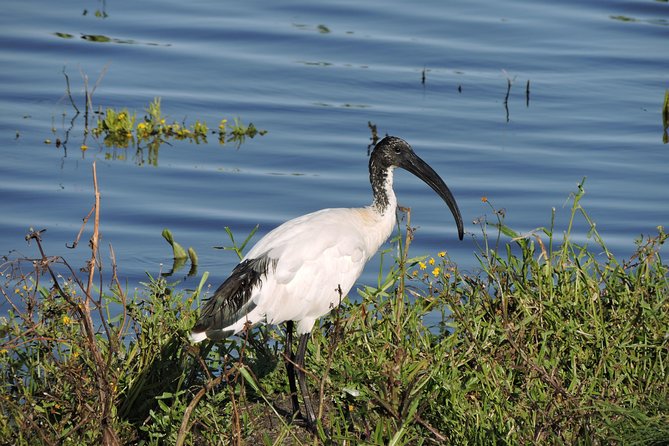 Birdwatching in Cape Town - What to Bring (So You Can Enjoy the Walk and the Vehicle Time)