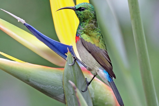 Birdwatching in Cape Town - Strandfontein Sewage Works: Why This Stop Can Hit Hard and Fast