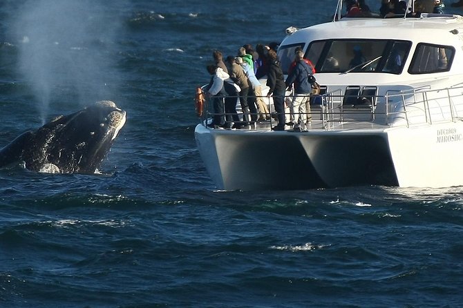 Boat Based Whale Watching from Hermanus - Key highlights worth getting excited about