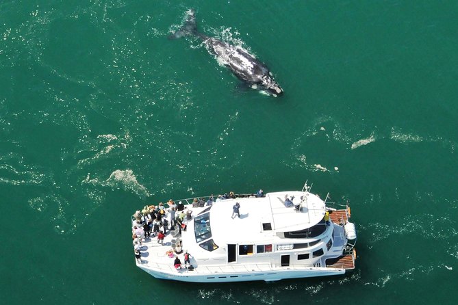 Boat Based Whale Watching from Hermanus - Pickup, Air-Conditioned Comfort, and the Morning Flow