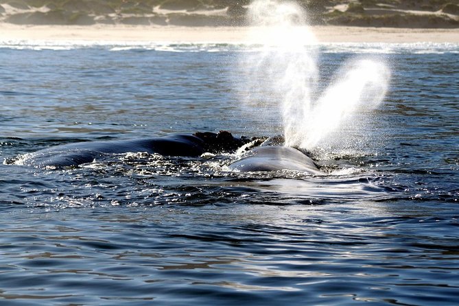 Boat Based Whale Watching from Hermanus - Boarding the Catamaran: Comfort, Crew Support, and Viewing Angles