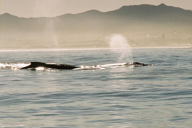 Boat Based Whale Watching from Hermanus - Seas, Time on the Water, and the 6-Hour Reality Check