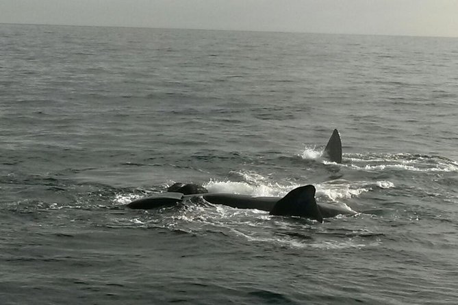 Boat Based Whale Watching from Hermanus - Dolphins, Seals, and the Back-Up Plan When Whales Are Elusive