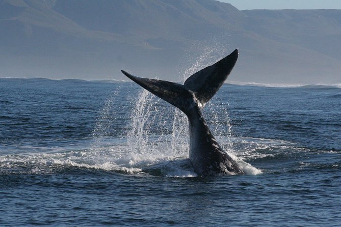 Boat Based Whale Watching from Hermanus - Value Check: Is This $287.84 Per Person a Good Deal?