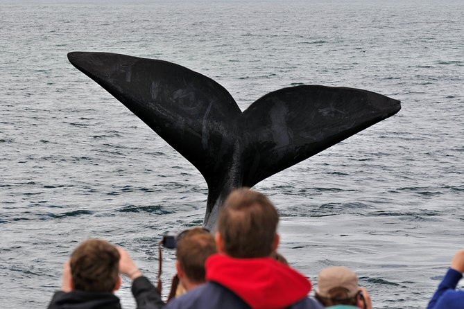 Boat Based Whale Watching from Hermanus - The On-Land Whale Briefing That Sets You Up to See More