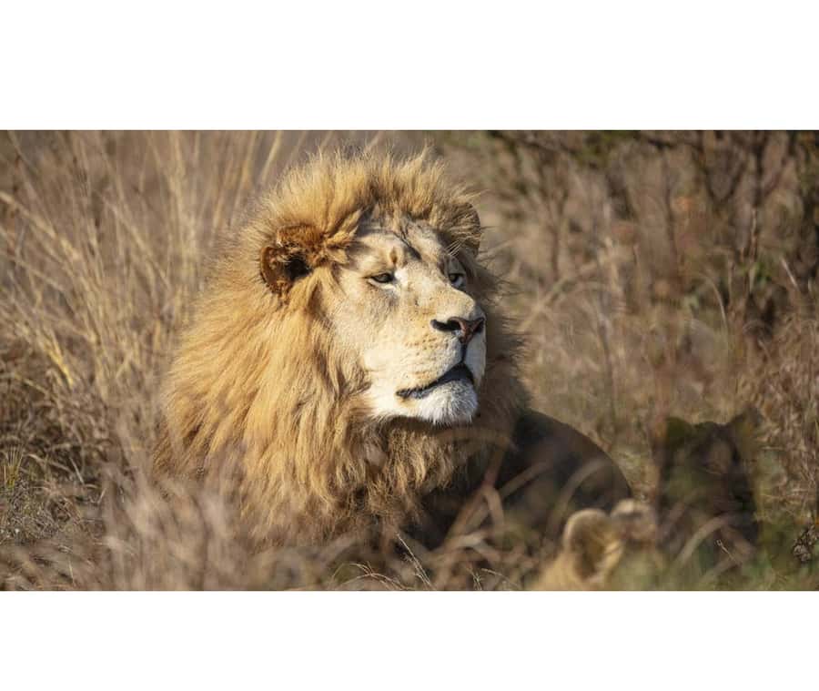 Bothongo Rhino and Lion Nature Reserve Self Drive - Hippo Walkway and Waterfowl Park: a calmer, scenic break
