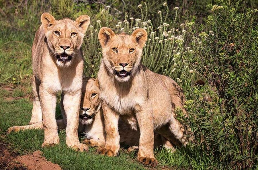 Botlierskop Private Game Reserve: 3.5-Hour Sunset Game Drive - Key Things To Know Before You Go