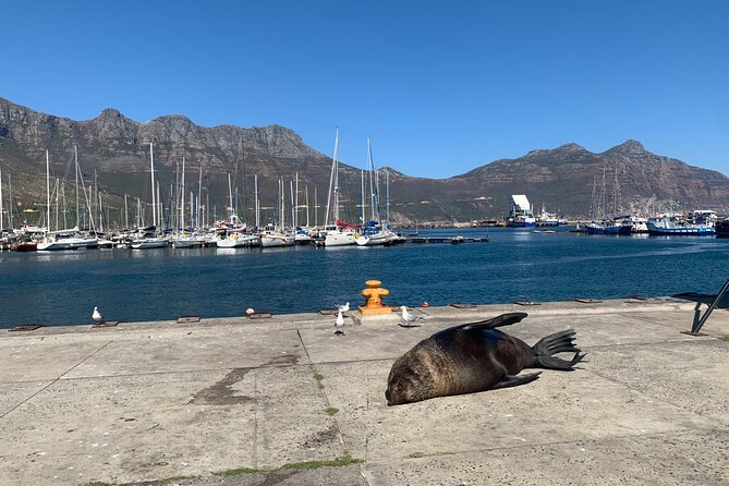 Boulders Beach Penguins and Seal Island Boat Trip Half Day Tour - Pickup, ride comfort, and how the timing usually feels