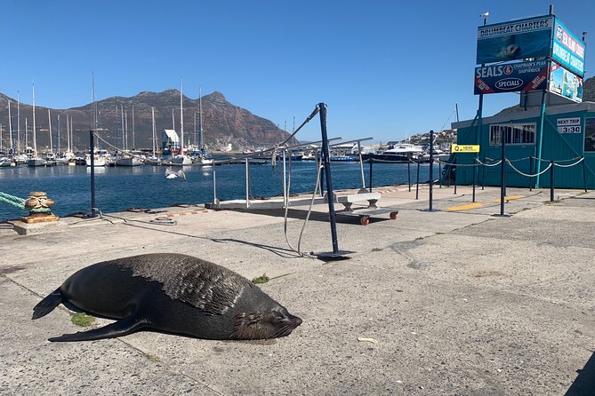Boulders Beach Penguins and Seal Island Boat Trip Half Day Tour - Stop 3: Chapmans Peak Drive for a quick scenic reset