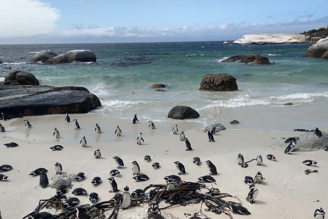 Boulders Beach Penguins and Seal Island Boat Trip Half Day Tour - Price and budget reality, including listed entrance fees