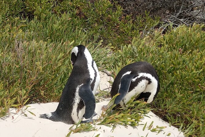 Boulders Beach Penguins and Seal Island Boat Trip Half Day Tour - Guides, pacing, and the small touches that make it feel smooth
