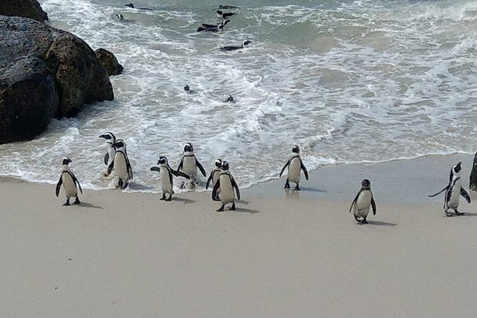 Boulders Beach Penguins and Seal Island Boat Trip Half Day Tour - Who should book this tour, and who might want something else