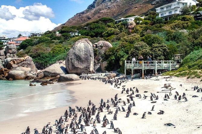 Breath-taking Cape Peninsula Tour - Simon’s Town and the African penguins at Boulders Beach