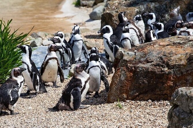 Cape Agulhas Full Day Private Tour - First, The Big Idea: Why This Day Trip Works
